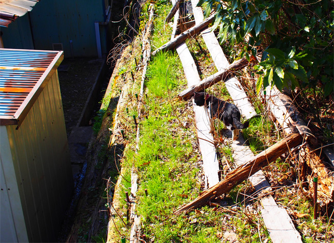 仙台ねこさん1015