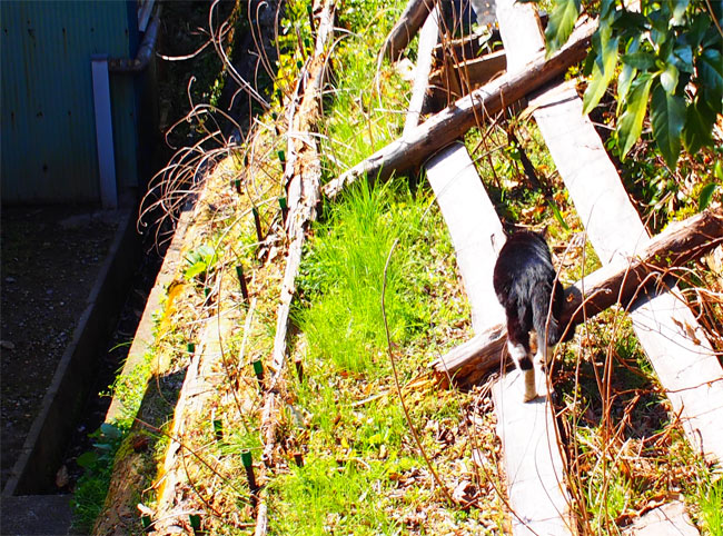 仙台ねこさん1016