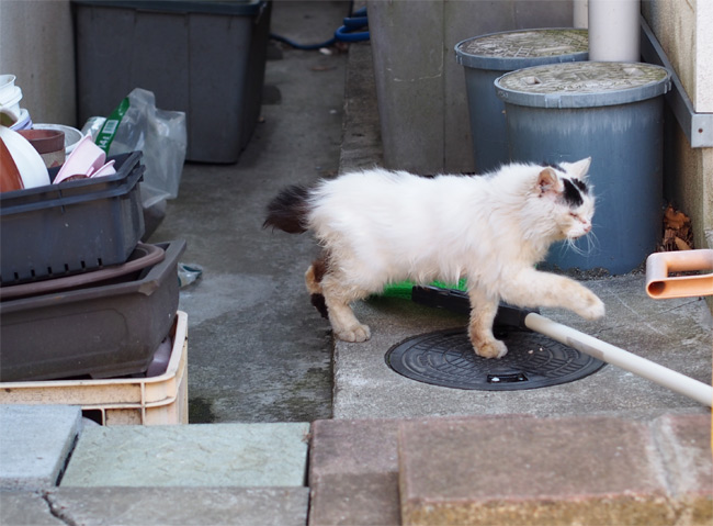 仙台ねこさん1017