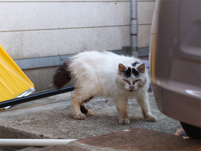 仙台ねこさん1018