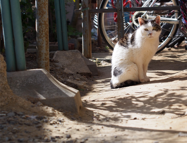 仙台ねこさん1019
