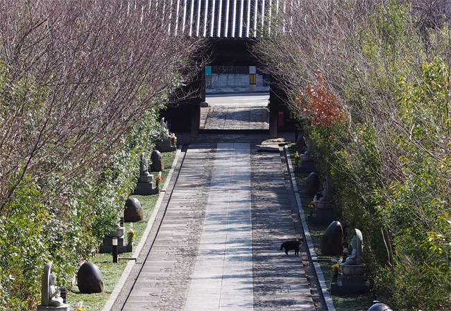 仙台ねこさん1020