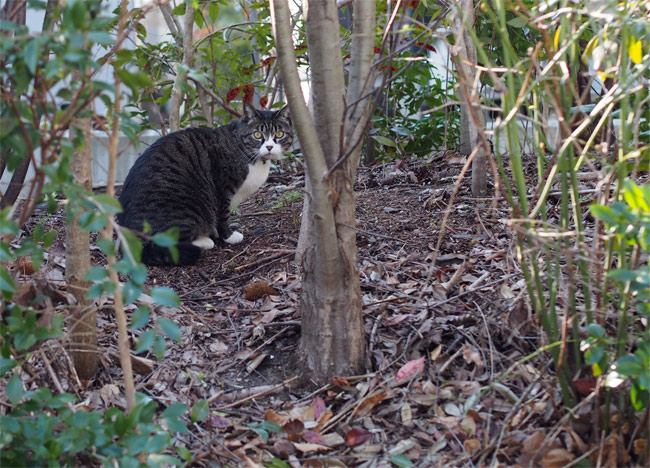 仙台ねこさん1021