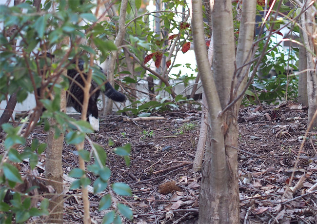 仙台ねこさん1022