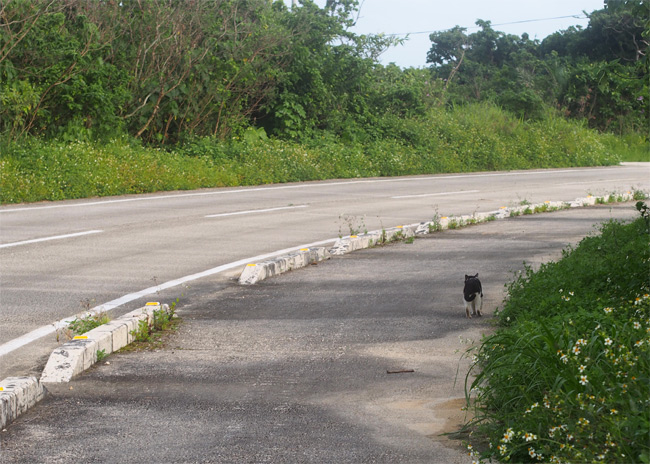 竹富島猫さん1043.jpg