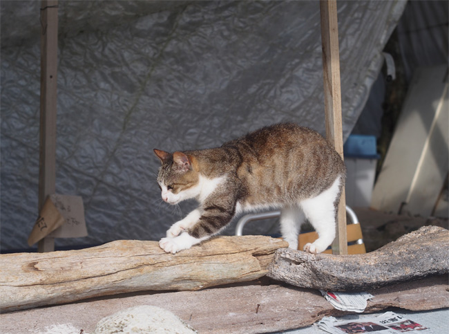 竹富島ビーチの猫さん1048.jpg