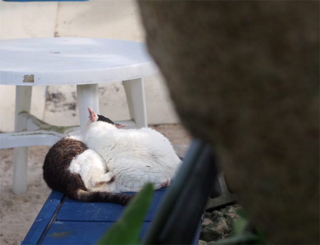竹富島ビーチの猫さん1049.jpg