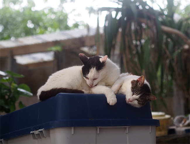 竹富島ビーチの猫さん1050.jpg