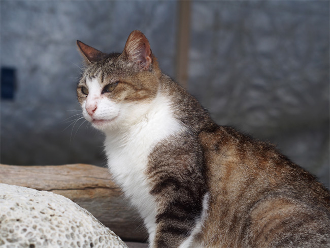 竹富島ビーチの猫さん1051.jpg