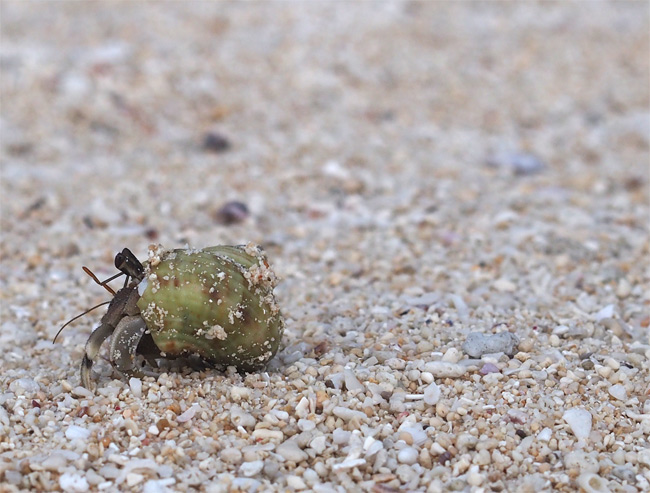 竹富島ビーチのヤドカリさん1053.jpg