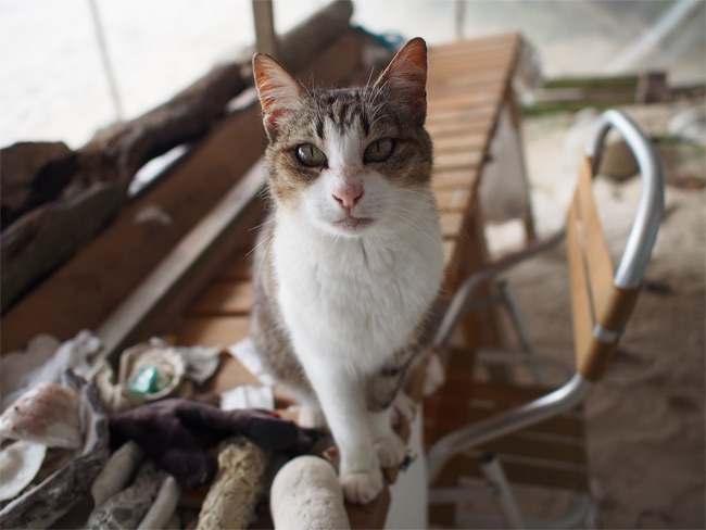 竹富島ビーチの猫さん1054.jpg