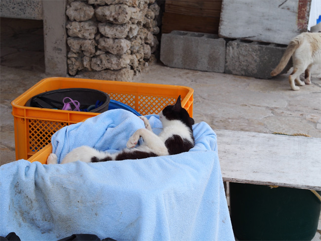 竹富島ビーチ猫さん1069.jpg