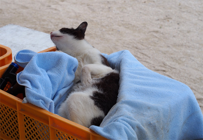 竹富島ビーチ猫さん1070.jpg