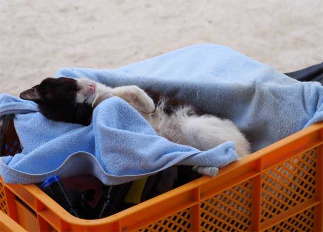 竹富島ビーチ猫さん1071.jpg