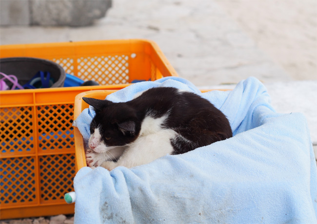 竹富島ビーチ猫さん1075.jpg