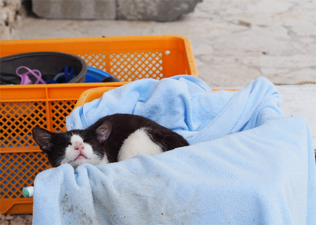 竹富島ビーチ猫さん1076.jpg