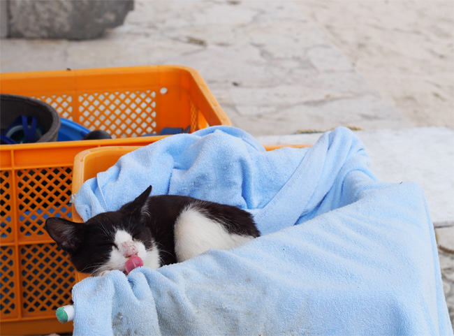 竹富島ビーチ猫さん1077.jpg