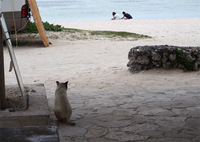竹富島ビーチ猫さん1078.jpg