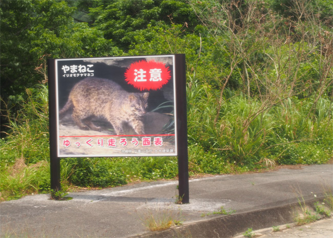 イリオモテヤマネコ看板1101.jpg