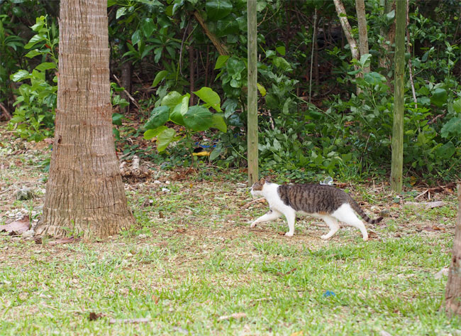 石垣島の公園猫さん1108.jpg