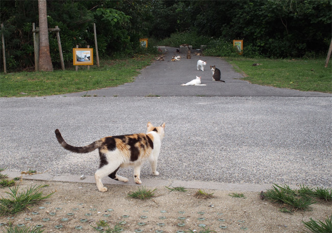 石垣島の猫さん1119.jpg