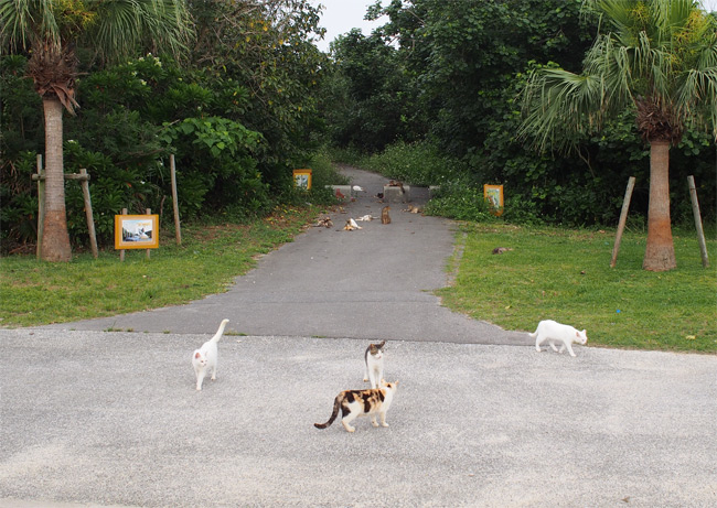 石垣島の猫さん1120.jpg