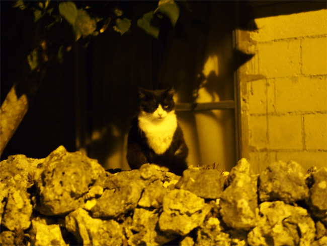 竹富島猫さん1138.jpg