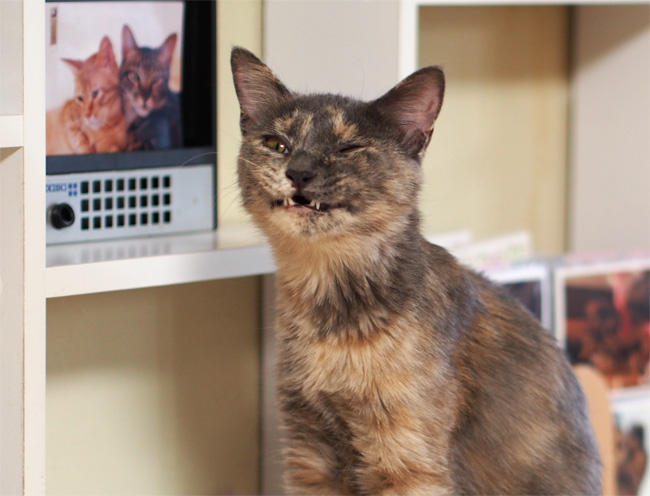 変顔猫さん1150.jpg