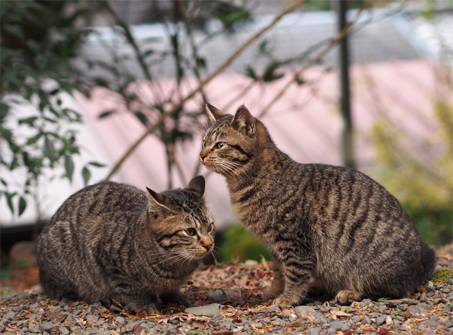 仲良し猫さん1164.jpg