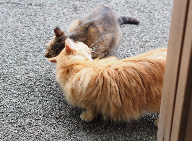 仲良し猫さん1166.jpg