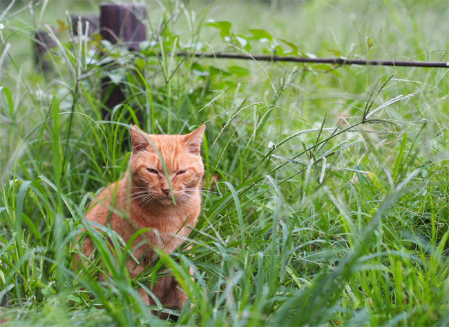 東京の公園猫さん1188.jpg
