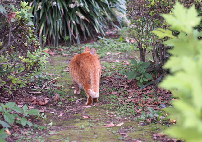 東京の公園猫さん1190.jpg