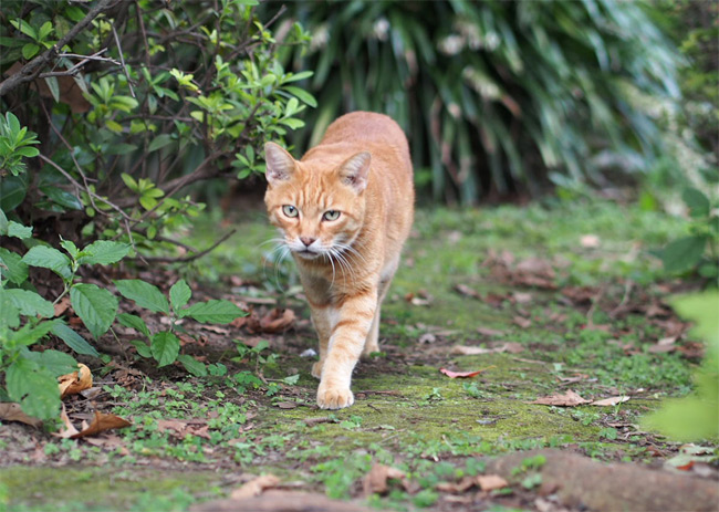 東京の公園猫さん1191.jpg