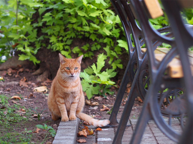 東京の公園猫さん1192.jpg