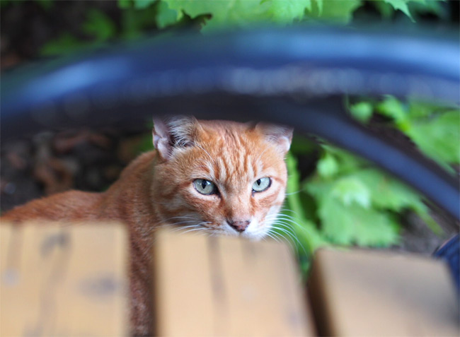 東京の公園猫さん1193.jpg