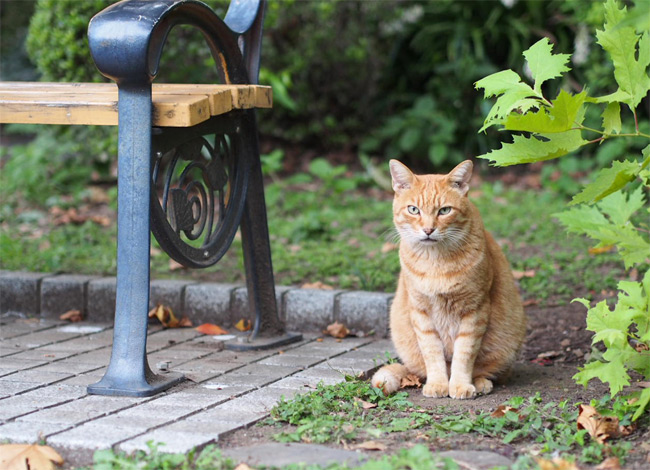 東京の公園猫さん1194.jpg
