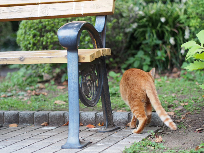 東京の公園猫さん1195.jpg