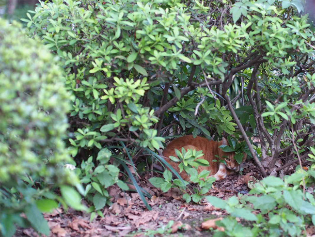 東京の公園猫さん1196.jpg