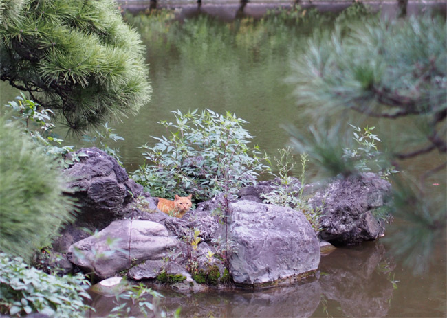 東京の公園猫さん1197.jpg