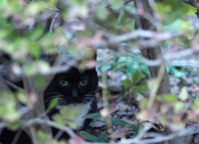 東京の公園猫さん1200.jpg