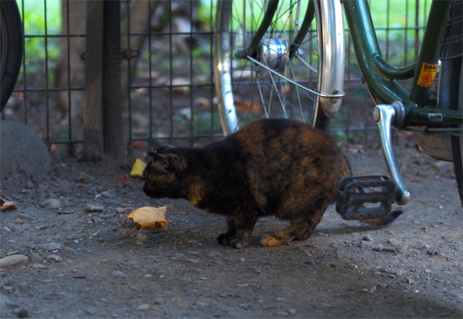 東京の公園猫さん1202.jpg