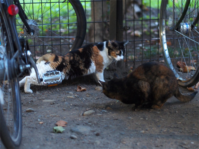 東京の公園猫さん1203.jpg