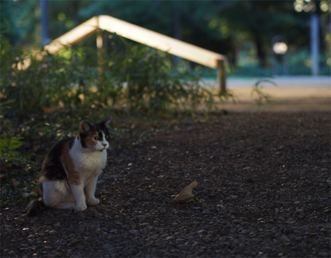 東京の公園猫さん1205.jpg