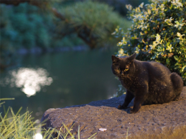 東京の公園猫さん1209.jpg