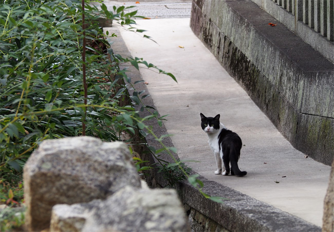 お寺猫さん1217.jpg