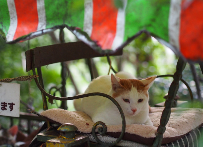 京都猫さん1223.jpg