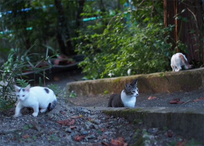 京都の子猫さん1232.jpg