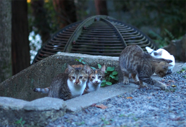 京都の子猫さん1234.jpg
