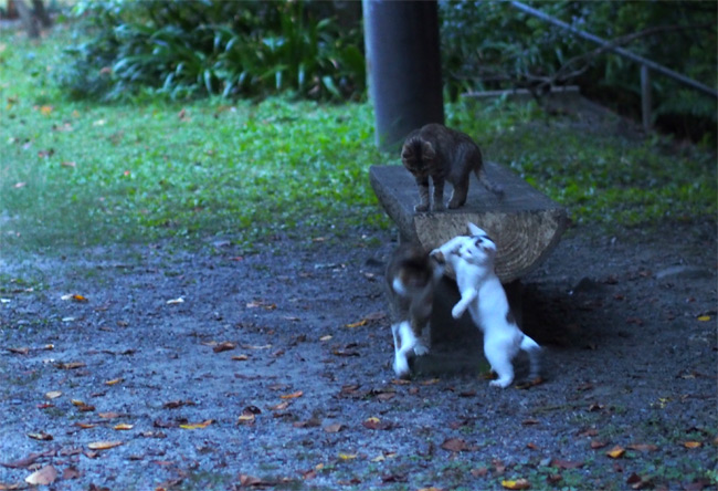 京都の子猫さん1235.jpg