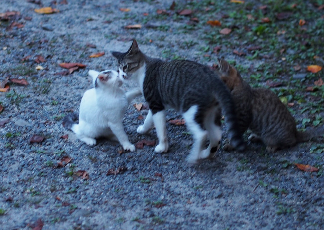 京都の子猫さん1239.jpg